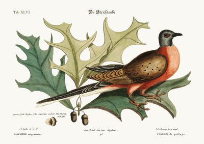 The Pigeon of Passage, 1749-73 od Mark Catesby