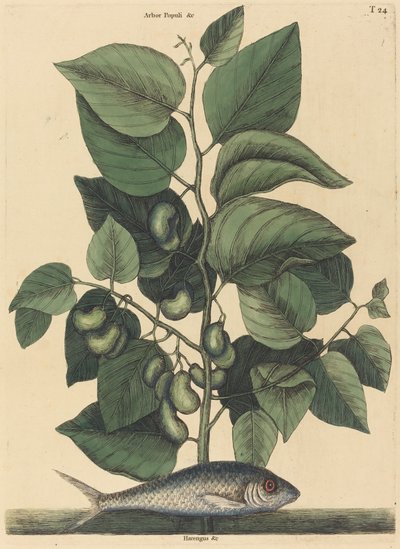 The Pilchard Argentina carolina, publikoval 1731-1743. od Mark Catesby