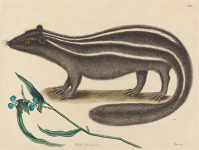 The Pole Cat Cartoon of the Poor, publikoval 1731-1743. od Mark Catesby