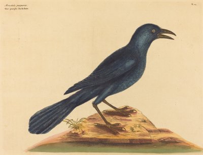 The Purple Jack Daw Gracula Quiscula, vydaný 1731-1 od Mark Catesby