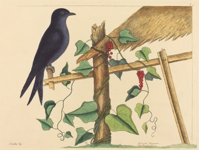 Purple Martin (Purple Martin) od Mark Catesby