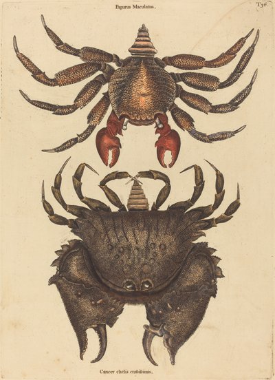 Skalní krab červený strakatý (Cancer grapsus) od Mark Catesby