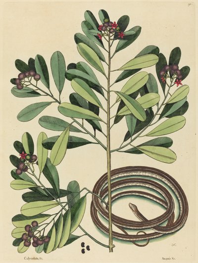 Stužkový had (Coluber saurita) od Mark Catesby