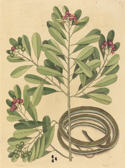 The Ribbon Snake Coluber saurita, publikoval 1731-1743. od Mark Catesby