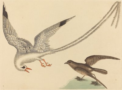 Rýžový pták Emberiza oryzivora, publikovaný 1731-1743. od Mark Catesby