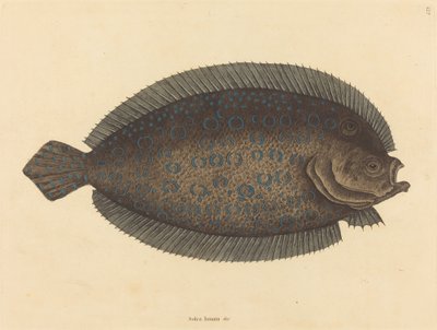 The Sole Pleuronectes lunatus, publikovaný 1731-1743. od Mark Catesby