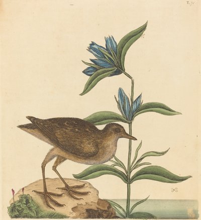 The Soree Rallus Virginianus, publikoval 1731-1743. od Mark Catesby
