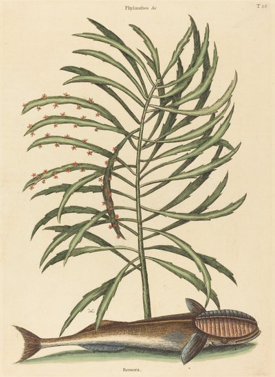 Sací ryby Echeneis naucratis, publikoval 1731-1743. od Mark Catesby