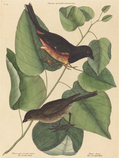 The Towhe Bird Fringilla erythrophthalma, publikoval 1754. od Mark Catesby