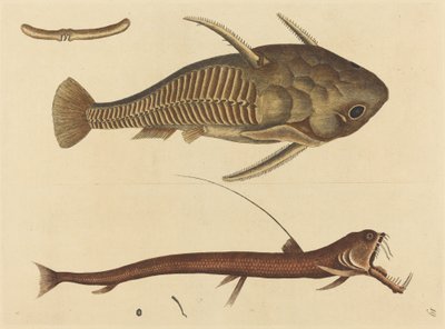 Viper-mouth Silurus cataphractus, publikovaný 1731-1743. od Mark Catesby