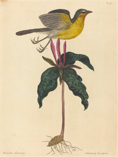 The Yellow-breasted Chat, publikoval 1754. od Mark Catesby