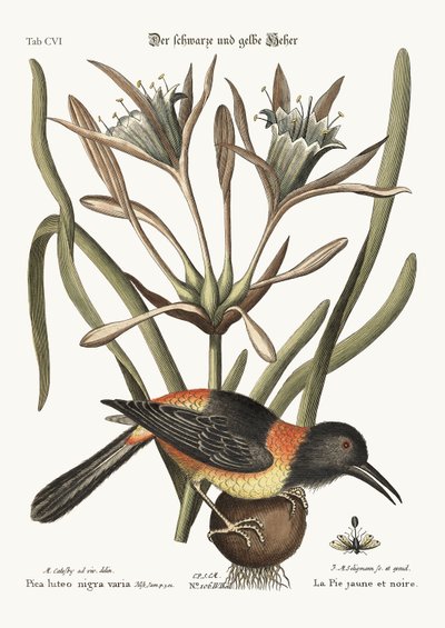 Žlutý a černý Pye, 1749-73 od Mark Catesby
