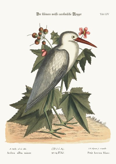 Malá bílá volavka, 1749-73 od Mark Catesby