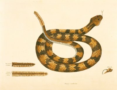 Viper Caudison Snake, Rattlesnake, deska 41, sv. 1, z „Přírodní historie Karolíny, Floridy a Baham“ od Mark Catesby