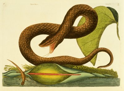 Viper Fusca, deska 45, svazek 1, z 