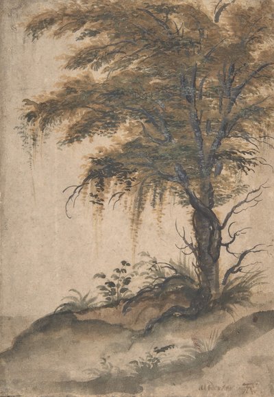 Studie stromu, polovina 16.-začátek 17. století. od Marten van Valckenborch