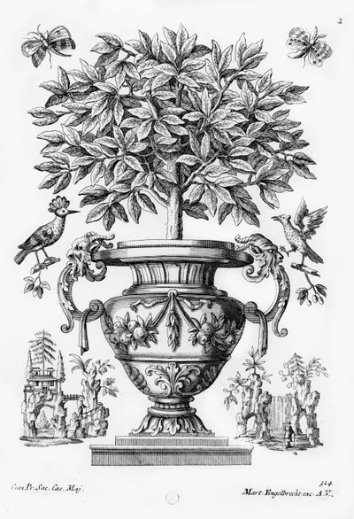 Citrusové stromy, kolem 1735 od Martin Engelbrecht