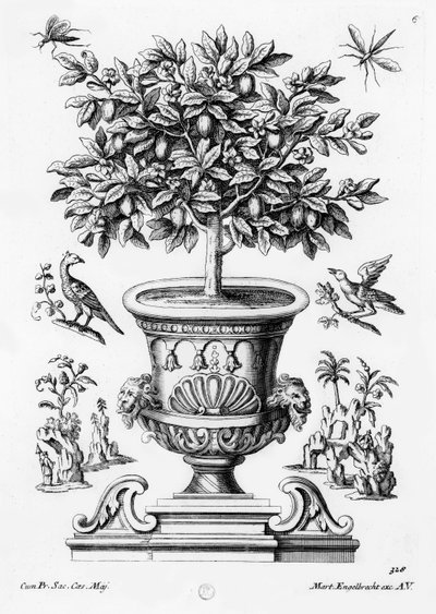 Citrusové stromy, kolem 1735 od Martin Engelbrecht