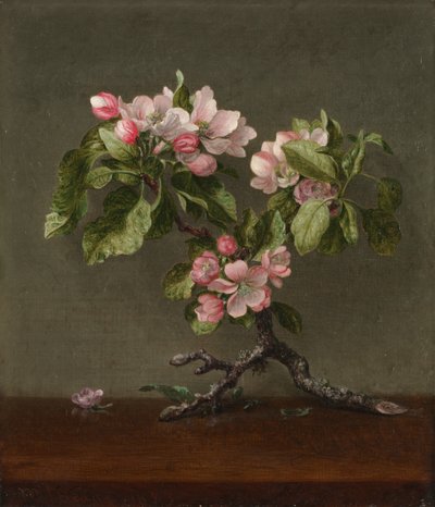 Apple Blossoms, 1873. od Martin Johnson Heade