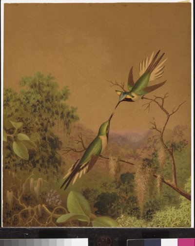 Brazilští kolibříci IV od Martin Johnson Heade