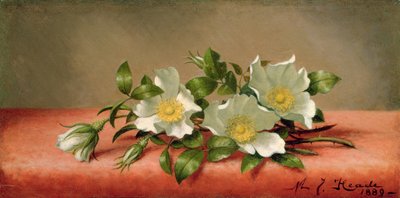 Cherokee Roses, 1889 od Martin Johnson Heade