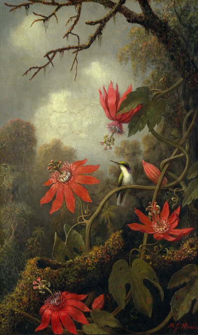 Kolibřík a mučenka, ca. 1875-85. od Martin Johnson Heade