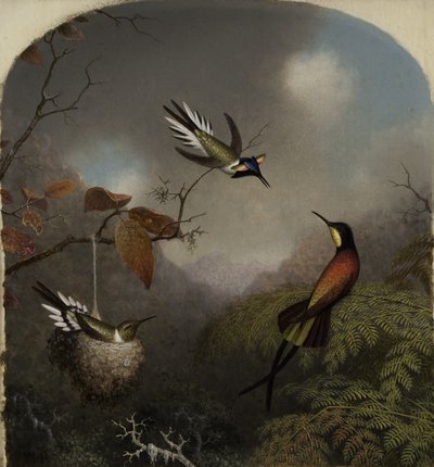 Kolibříci: Dva Sungemové a karmínový topaz, 1866 od Martin Johnson Heade