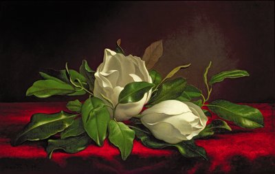 Magnolia od Martin Johnson Heade