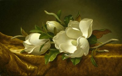 Magnólie na zlaté sametové látce od Martin Johnson Heade
