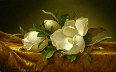 Magnolie na zlatém sametovém plátně, kolem 1888-90 (olej na plátně) od Martin Johnson Heade