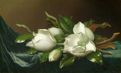 Magnólie na světle modré sametové látce od Martin Johnson Heade
