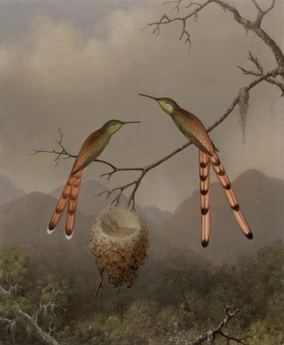 Dva kolibříci s jejich mladými od Martin Johnson Heade