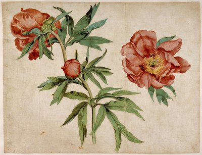 Studium pivoněk od Martin Schongauer