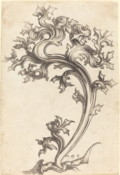Bodlák Ornament od Martin Schongauer