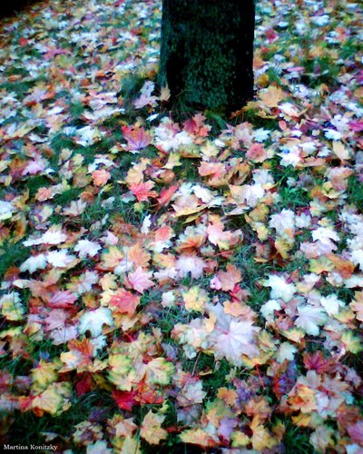 Herbst od Martina Konitzky