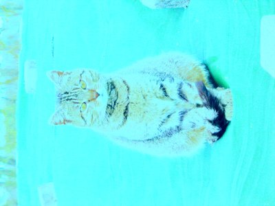 Kitty od Martina Konitzky