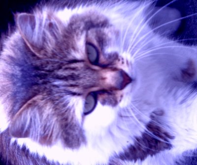 Kitty Lila od Martina Konitzky