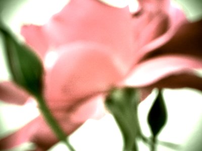 Rose Pastell od Martina Konitzky