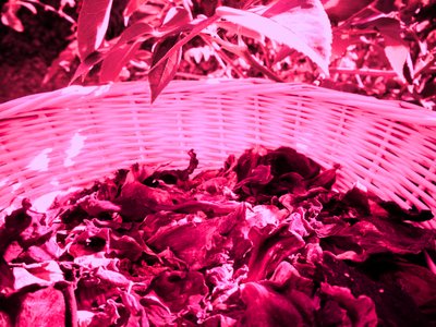 Okvětní lístky růží potpourri od Martina Konitzky