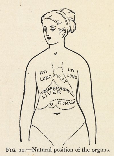 „Přirozená poloha orgánů“. Jednoduchý diagram některých vnitřních orgánů ženy; V kapitole o správném držení těla. od Mary Eliza Haweis