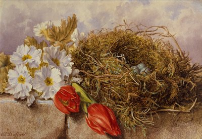 Zátiší z rozkvetlých tulipánů a ptačí hnízdo na římse (tužka a akvarel) od Mary Elizabeth Duffield