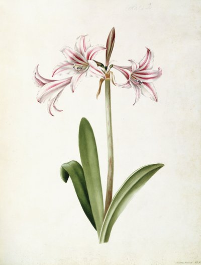 (Amaryllis) Vittata Formosa od Mary Elizabeth Rosenberg