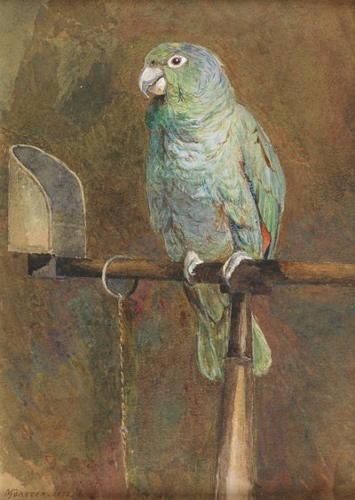 Papoušek Polly od Mary Forster