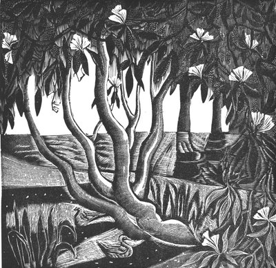 Rhododendrons, Holland Park, 2006 (vinylgravírování) od Mary Kuper