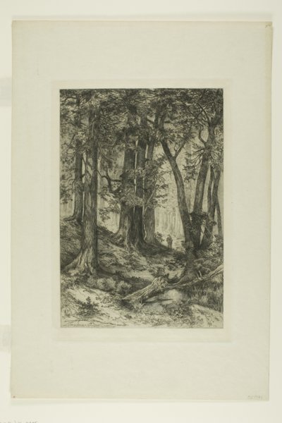 Kalifornský les od Mary Nimmo Moran