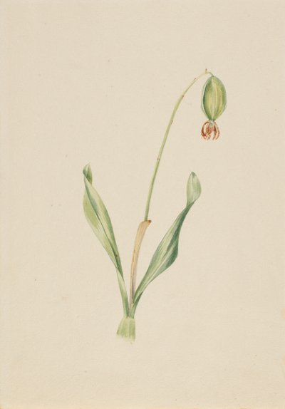 (Bez názvu) (Studie rostlin) od Mary Vaux Walcott