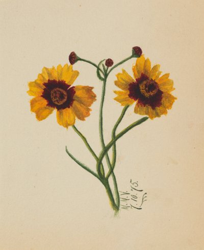 (Bez názvu) od Mary Vaux Walcott