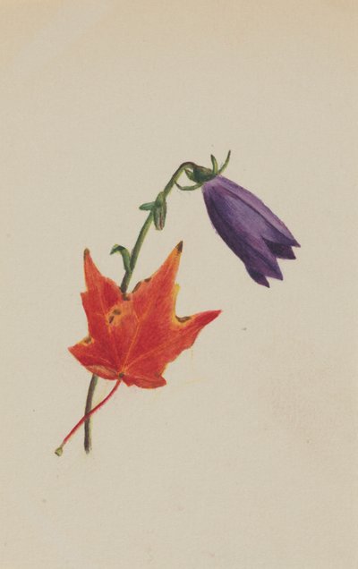 (Bez názvu) od Mary Vaux Walcott