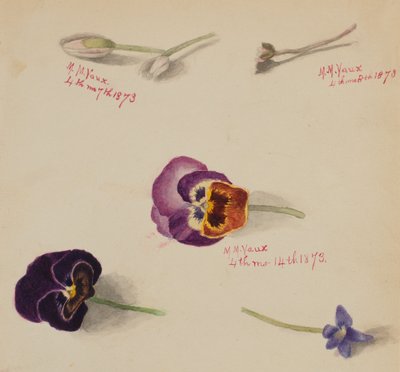 (Bez názvu - studie květin) od Mary Vaux Walcott
