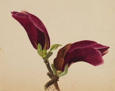 (Bez názvu - studie květin) od Mary Vaux Walcott